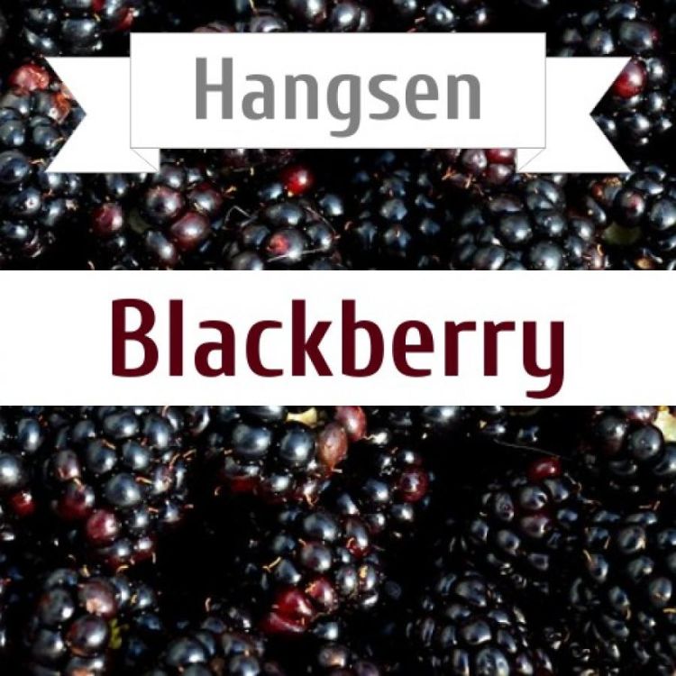 Hangsen Blackberry 10 мл